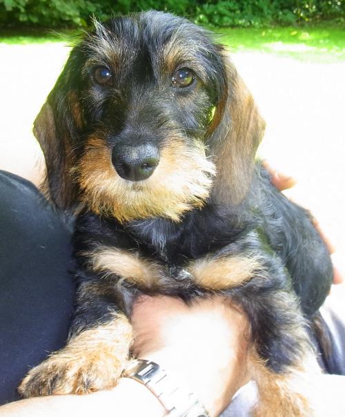 Großer Hund, oder?