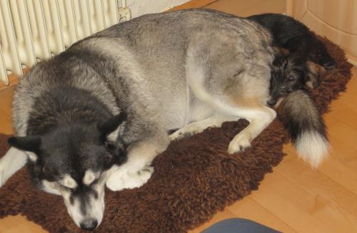 Toller Schwanz