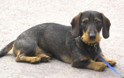 Basti unser Seelenhund