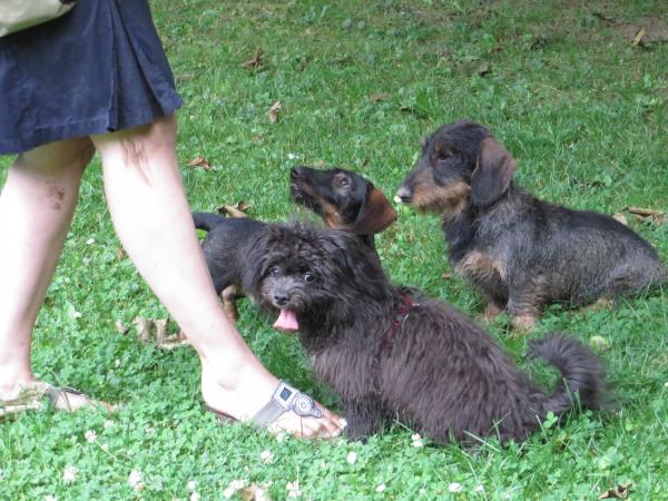 Andächtige Hund